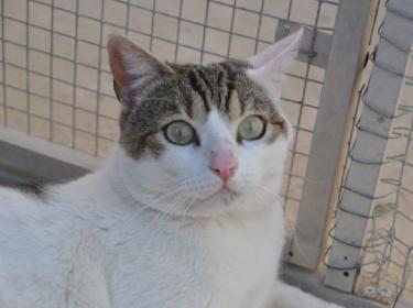 Moises (geb. Jan. 2023) - EKH-Kater, EKH - Kater