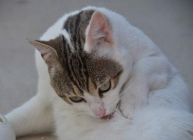 Moises (geb. Jan. 2023) - EKH-Kater, EKH - Kater