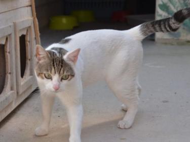 Moises (geb. Jan. 2023) - EKH-Kater, EKH - Kater
