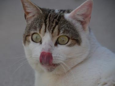 Moises (geb. Jan. 2023) - EKH-Kater, EKH - Kater