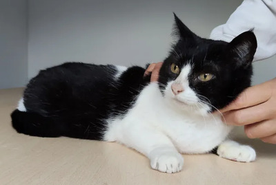 Molina - verschmuste Kuschelmaus braucht ein Zuhause, EKH - Katze