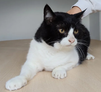 Molina - verschmuste Kuschelmaus braucht ein Zuhause, EKH - Katze
