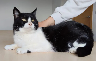 Molina - verschmuste Kuschelmaus braucht ein Zuhause, EKH - Katze