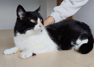 Molina - verschmuste Kuschelmaus braucht ein Zuhause, EKH - Katze