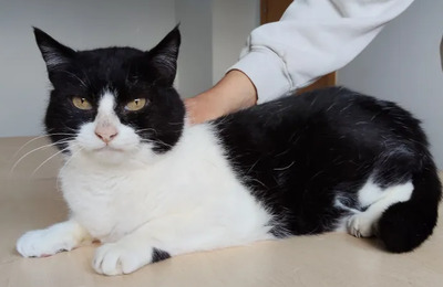 Molina - verschmuste Kuschelmaus braucht ein Zuhause, EKH - Katze