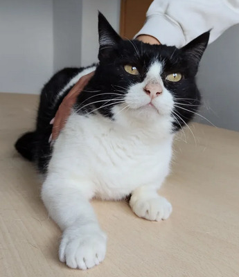 Molina - verschmuste Kuschelmaus braucht ein Zuhause, EKH - Katze