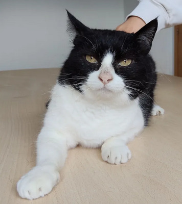 Molina - verschmuste Kuschelmaus braucht ein Zuhause, EKH - Katze