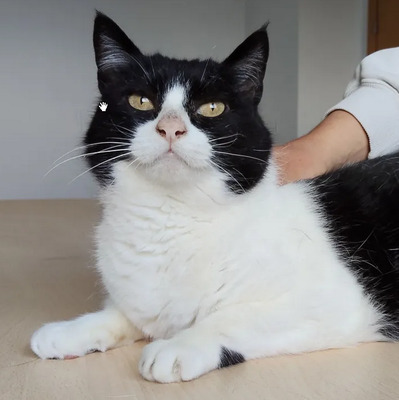 Molina - verschmuste Kuschelmaus braucht ein Zuhause, EKH - Katze