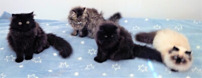 Molly & Julchen, Europäisch Perser (mit Nase) Jungtier - Katze