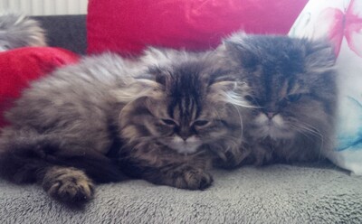 Molly & Julchen, Europäisch Perser (mit Nase) Jungtier - Katze