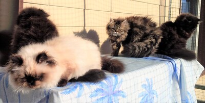 Molly & Julchen, Europäisch Perser (mit Nase) Jungtier - Katze