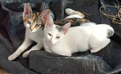 Mona + Lina - bezaubernde Katzenmädchen, ca. 4 Monate, Mischling Jungtier - Katze