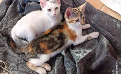 Mona + Lina - bezaubernde Katzenmädchen, ca. 4 Monate, Mischling Jungtier - Katze