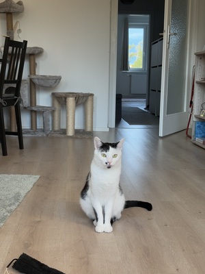 Monti & Cookie, BKH & EKH Jungtier - Kater