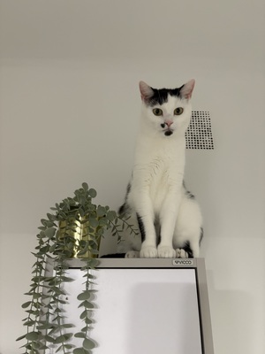 Monti & Cookie, BKH & EKH Jungtier - Kater