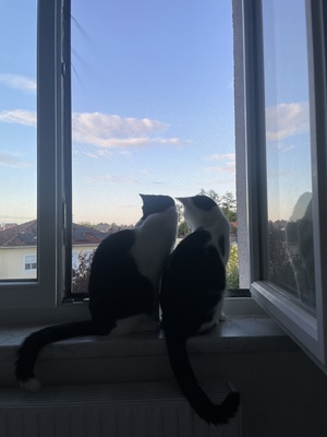 Monti & Cookie, BKH & EKH Jungtier - Kater