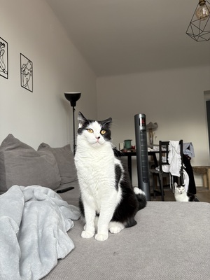 Monti & Cookie, BKH & EKH Jungtier - Kater