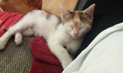 Moony, Mix Jungtier - Katze