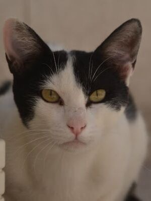 Mora, Europäisch Kurzhaar - Katze