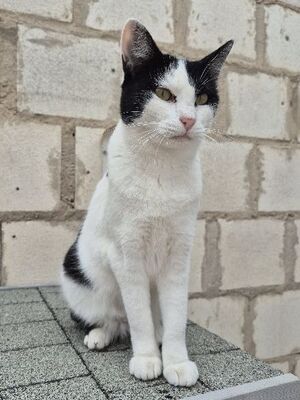 Mora, Europäisch Kurzhaar - Katze