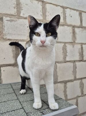 Mora, Europäisch Kurzhaar - Katze