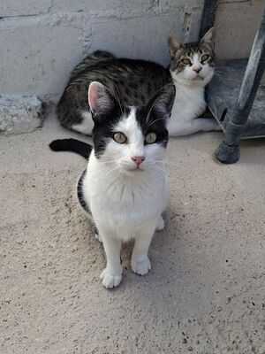 Mora, Europäisch Kurzhaar - Katze