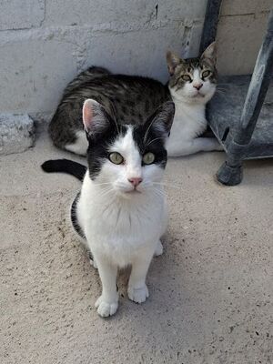 Mora, Europäisch Kurzhaar - Katze