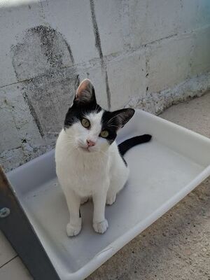 Mora, Europäisch Kurzhaar - Katze