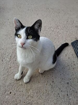 Mora, Europäisch Kurzhaar - Katze