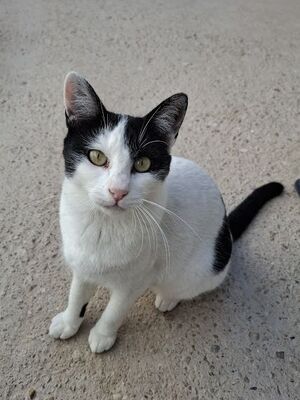 Mora, Europäisch Kurzhaar - Katze