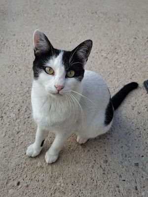 Mora, Europäisch Kurzhaar - Katze