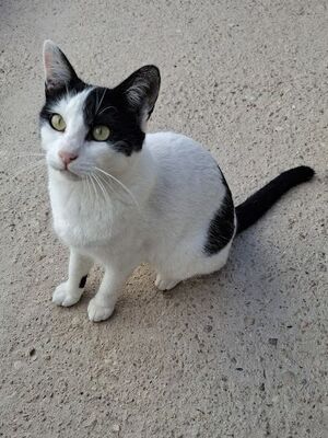 Mora, Europäisch Kurzhaar - Katze