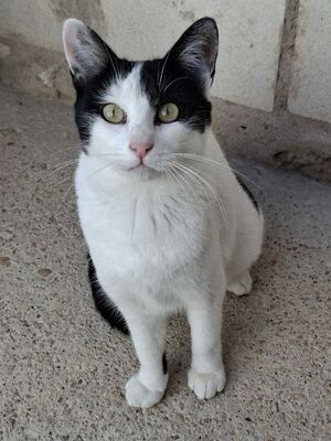 Mora, Europäisch Kurzhaar - Katze