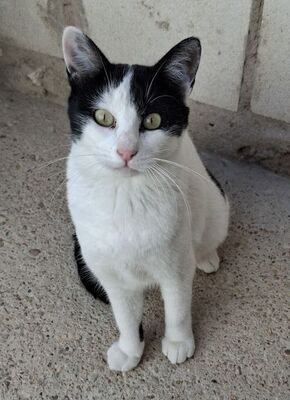 Mora, Europäisch Kurzhaar - Katze