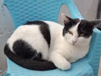 Mora, Europäisch Kurzhaar - Katze