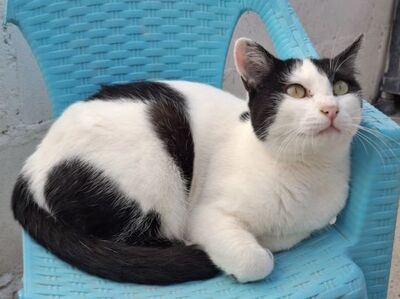 Mora, Europäisch Kurzhaar - Katze