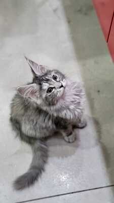 Morena, MAINE COON KITTEN - Kater
