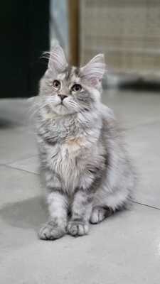 Morena, MAINE COON KITTEN - Kater