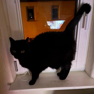 😻Morle sucht nach Tod ihres Frauchens ein neues Zuhause 😺, Europäische Kurzhaar - Katze