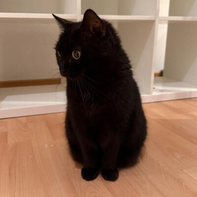 😻Morle sucht nach Tod ihres Frauchens ein neues Zuhause 😺, Europäische Kurzhaar - Katze