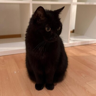 😻Morle sucht nach Tod ihres Frauchens ein neues Zuhause 😺, Europäische Kurzhaar - Katze