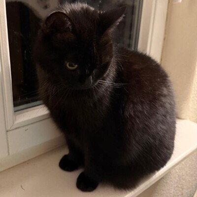 😻Morle sucht nach Tod ihres Frauchens ein neues Zuhause 😺, Europäische Kurzhaar - Katze