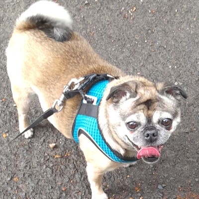 😻Morle sucht nach Tod ihres Frauchens ein neues Zuhause 😺, Europäische Kurzhaar - Katze