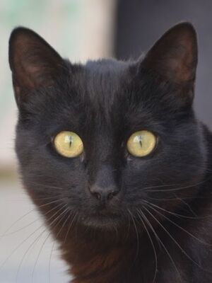 Morocho geb. Oktober 25, EKH Jungtier - Kater
