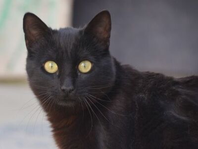 Morocho geb. Oktober 25, EKH Jungtier - Kater