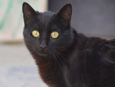 Morocho geb. Oktober 25, EKH Jungtier - Kater