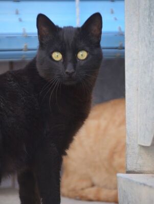 Morocho geb. Oktober 25, EKH Jungtier - Kater