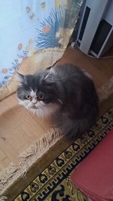 Morzi, Perser - Kater