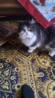 Morzi, Perser - Kater