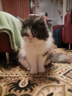 Morzi, Perser - Kater